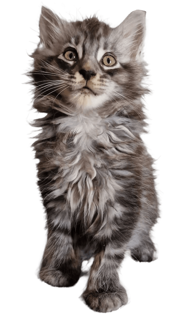 Maine Coon Giganti del Conero