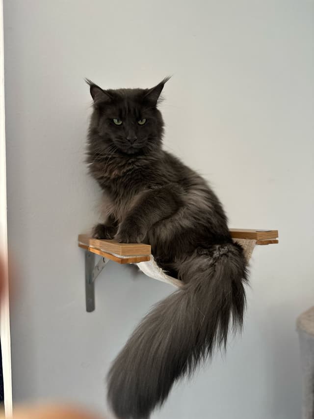 Maine Coon