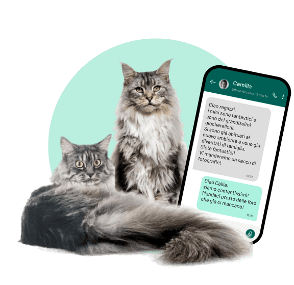 Maine Coon che ti aspetta